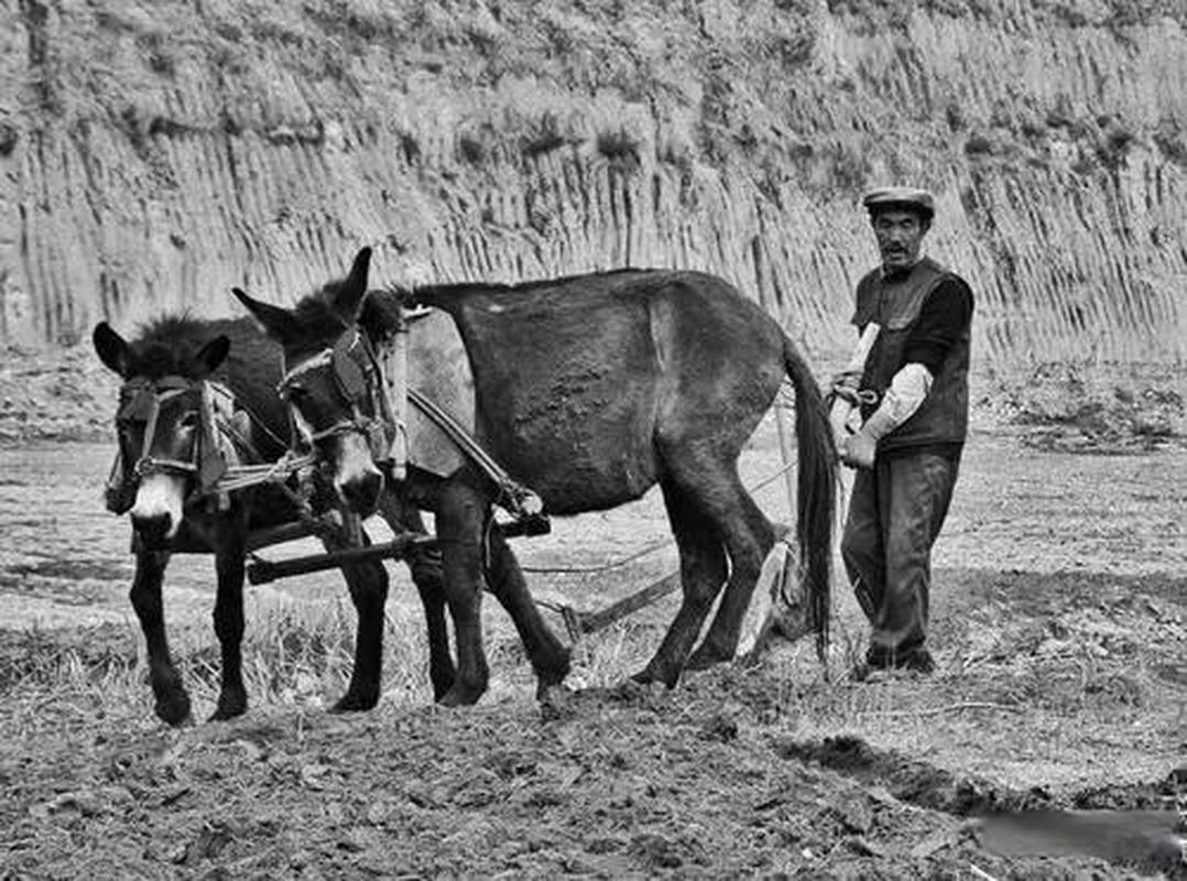 驢騎士貨運(yùn)騎驢的騎士